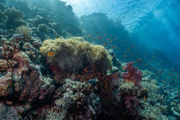 Coral Bleaching 2025